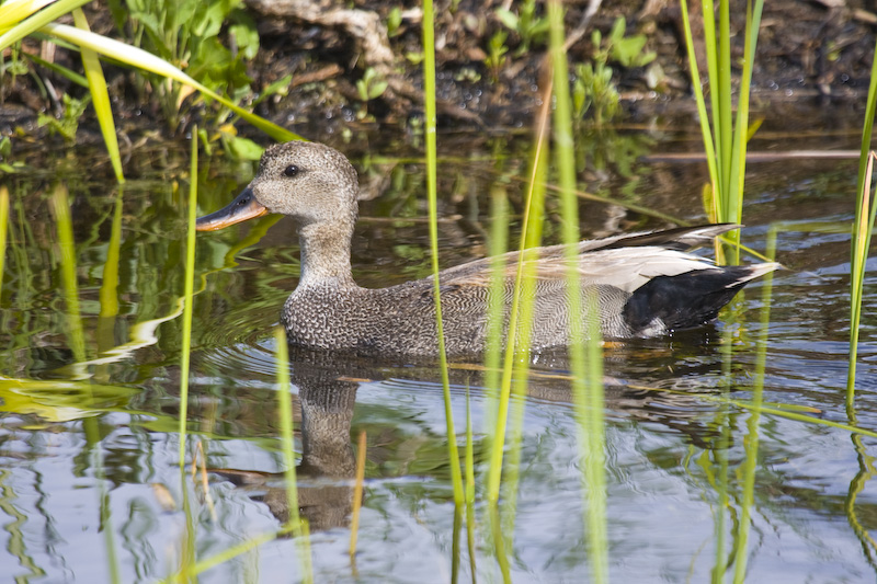 Gadwall